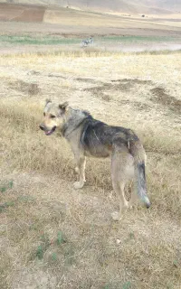 سگ سرابی درشت گله ای