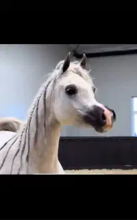 استخدام نیرو برای اصطبل اسب