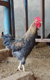 خروس مشکی و گلباقالی