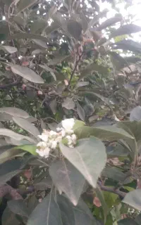 علف‌زنی