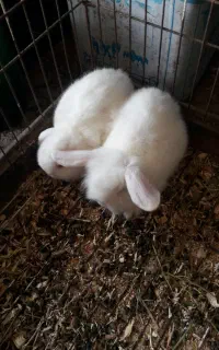 فروش دو تا خرگوش لوپ