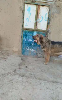 واگذاری سگ پژدر
