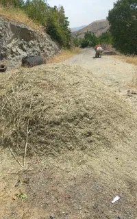علف همه گیاه