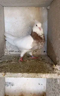 کوبتر طوق نر سرحال