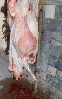 سلاخ گاو گوساله گوسفند بزسیار