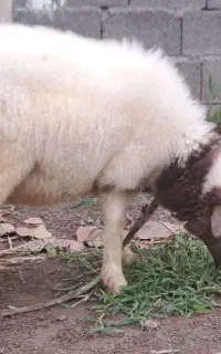 فروش بره نر