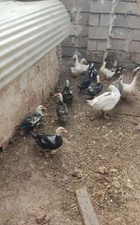 اردک شوروی