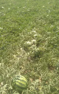 هندوانه