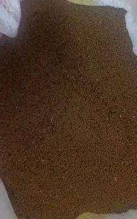 بذر یونجه