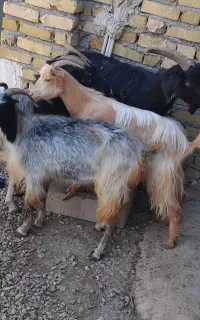 بز و بزغاله کیلو ۴۰۰ تومان نر و ماده