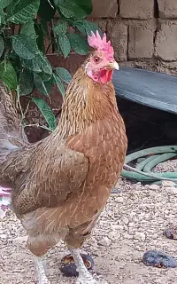 مرغ تخمگذار