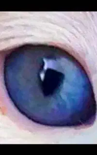 واگذاری بچه گربه