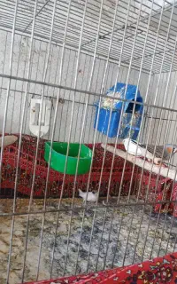 دوجفت فنچ با جوجه