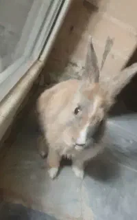 خرگوش ماده