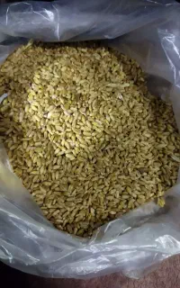 گندم وکلزا موجود هست
