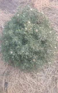 سیم کارت ۰۹۱۲