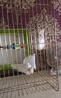 عروس هلندی