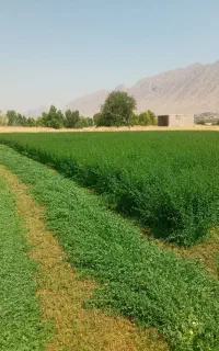 یونجه