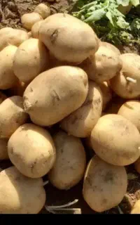 فروش بذر سیب زمینی جلی