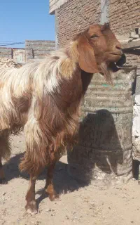 بزنر تکشاد