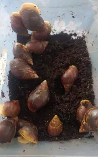 حلزون اچاتینا