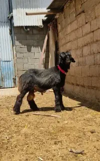 بره نر ایسونم