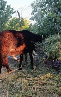 گوسفند نر چاق