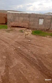 توله سگ