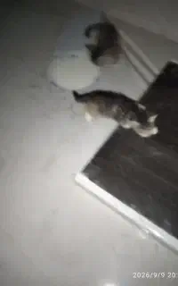 سه تا بچه گربه ناز