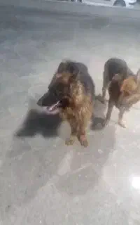 گمشده سگ ژرمن نر