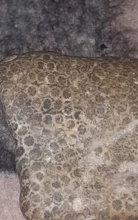 فسیل مرجان اصل اصل