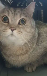 گمشده