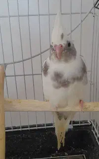 جوجه عروس ۲ ماهه