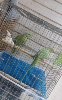 طوطی ملنگو جفت