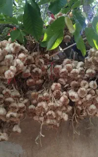 سیر