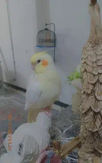 عروس هلندی گمشده