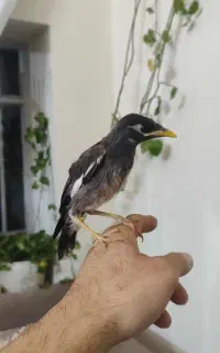 مرغ مینا