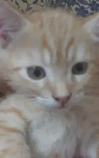 بچه گربه