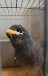 ملنگو عروس مرغ عشق مینا
