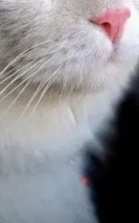 سرپرست دائمی و باتجربه