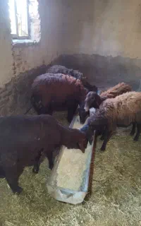 نر گوشتی  قربانی