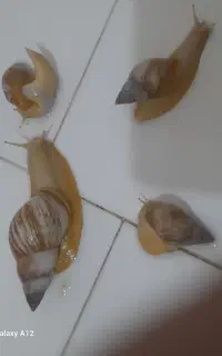 چهار عدد حلزون شکل هم