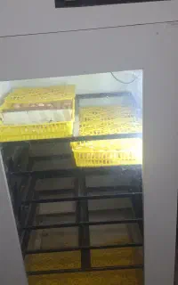 دستگاه جوجه کشی ۱۰۰۸ تایی