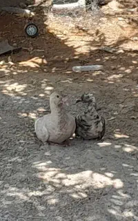 کبوتر