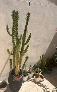 گل طبیعی