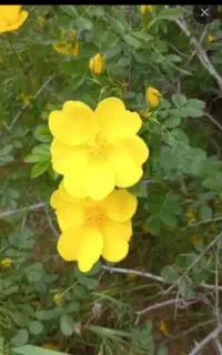 گل زرد بهاره