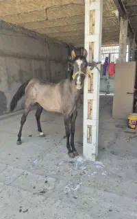اسب