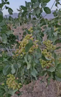 پسته تازه کال ورسید