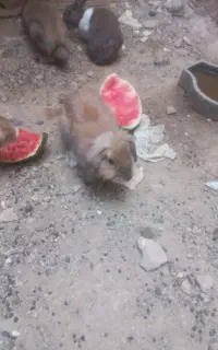 خرگوش