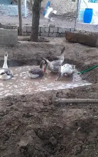 غاز